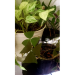 Plants,Crystals,And life