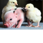 Piggy and chicken squad