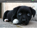 BLACK DOGS GAMING