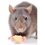 Explosive Rats