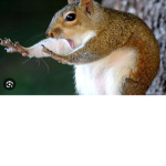 Squirrel group!!!!!!!!