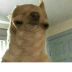Doges. Just Doges.