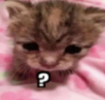 キティ- kitty