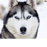 iiLikeHuskys clothing group