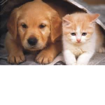 Guess the cat (New)