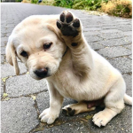 PUPPY & KITTEN SQUAD