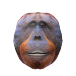 The gorilla and duck group