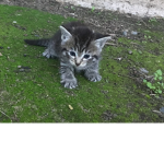 Milo,Marly,Luky,Lucy