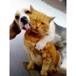 Cats and doggies!