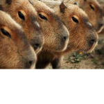 Capybara Rules1219