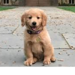 WHO LOVES DOGS JOIN