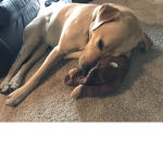 Soda and mlg doge