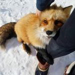 The Fox Gang!!! :3