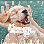 《~~Adore Aylah~~》