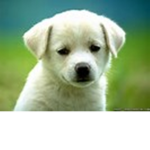 noob love pupy