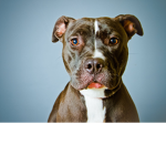 pitbull1295