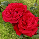 Rose Toy University