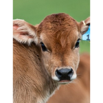 Cow's Club