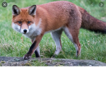Fox#########