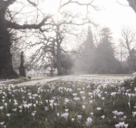 ｇｌｏｏｍｙ ｂｌｏｓｓｏｍ