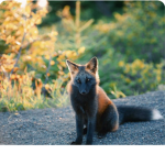 Lucy’s fire fox’s!