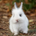 Bunny Labs