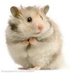 THE CUTE AND CUDDLEY HAMSTER GROUP