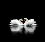 .swan.
