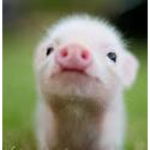 Tiny Little Piggies
