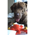 BuddyDog Productions
