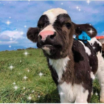 Le Cool Cows :>
