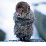 Frozen monkey gang