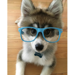 DOGGIE POWER!!!