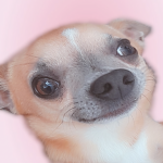 -The Bork Of a Doge-