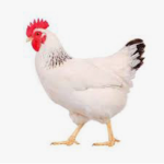 Chicken gangsters(I like chickens)