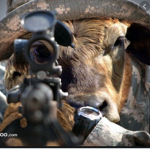 Cow Battalion