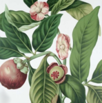 Mangosteen