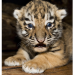ZiZi Tigers