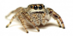 Jumping Spiders Studio