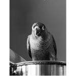 Team Baby BIRD Security