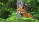 sick foxes