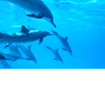 #SAVETHEOCEAN