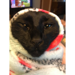 Cat in snow