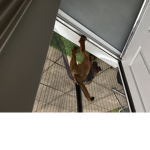 Timmy’s crazy dog