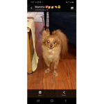 Cursed image of my dog stan cult!