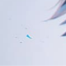 ✣