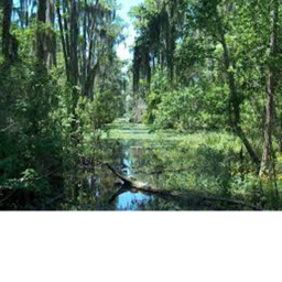 wild world{swamp}