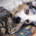 Dogs and Cats ARMY