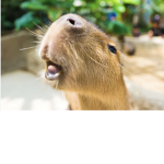 You make me so capybara