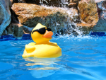 Rubber Ducky Crew
